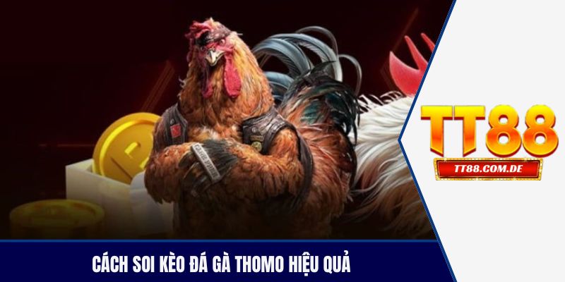 Cách soi kèo đá gà thomo hiệu quả